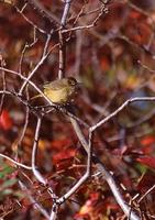 Image of: Vermivora peregrina (Tennessee warbler)