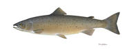 Image of: Salmo salar (Atlantic salmon)