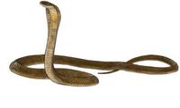 Image of: Ophiophagus hannah (king cobra)