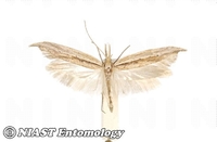 Ypsolopha acuminatus (Butler) 줄무늬좀나방