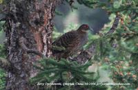 Buff-throated Partridge - Tetraophasis szechenyii