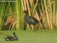 Common Moorhen - Gallinula chloropus