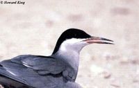 White-cheeked Tern - Sterna repressa