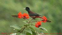 Maroon Oriole - Oriolus traillii