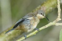 Eastern Spinebill