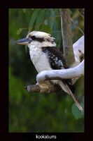 Laughing Kookaburra