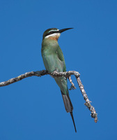 Madagascar Bee-eater (Merops superciliosus) photo