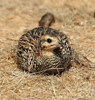 Black Francolin - Francolinus francolinus