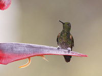 Buff-tailed Coronet (Boissonneaua flavescens) photo