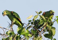 Blue-fronted Parrot - Amazona aestiva