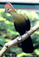 Fischer's Turaco - Tauraco fischeri