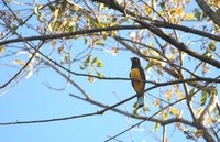 Black-headed Trogon - Trogon melanocephalus