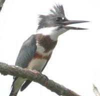 Belted Kingfisher - Ceryle alcyon