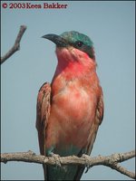 Southern Carmine Bee-eater - Merops nubicoides