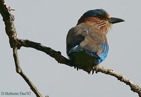 Indian Roller - Coracias benghalensis