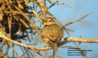 Chotoy Spinetail - Schoeniophylax phryganophila