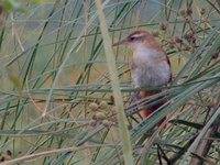 Curve-billed Reedhaunter - Limnornis curvirostris