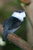 White-bearded Manakin - Manacus manacus