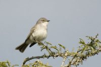 Suiriri Flycatcher - Suiriri suiriri