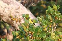 Three-striped Flycatcher - Conopias trivirgata