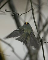 Golden-crowned Kinglet - Regulus satrapa