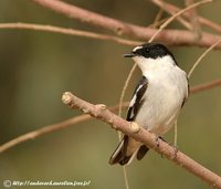 Semicollared Flycatcher - Ficedula semitorquata