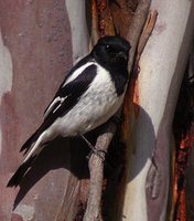 Hooded Robin - Melanodryas cucullata