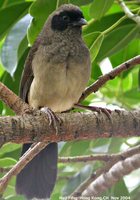 Masked Laughingthrush - Garrulax perspicillatus