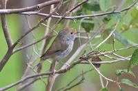 Tasmanian Thornbill - Acanthiza ewingii