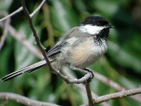 Black-capped Chickadee - Poecile atricapilla