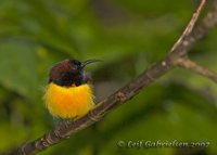 Flaming Sunbird - Aethopyga flagrans
