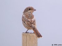 Woodchat Shrike - Lanius senator