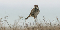 Spanish Sparrow - Passer hispaniolensis