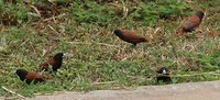 Chestnut Munia - Lonchura atricapilla