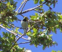 Hermit Warbler - Dendroica occidentalis