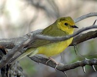 Hooded Warbler - Wilsonia citrina