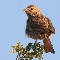 Lark-like Bunting - Emberiza impetuani