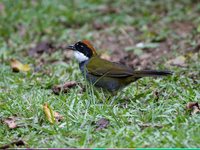 Chestnut-capped Brush-Finch - Buarremon brunneinucha