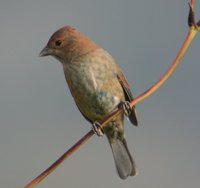 Indigo Bunting - Passerina cyanea