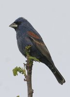 Blue Grosbeak - Passerina caerulea