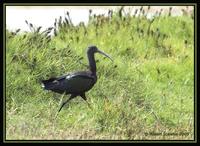 Puna Ibis