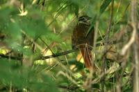 White-browed  foliage-gleaner   -   Philydor  amaurotis   -