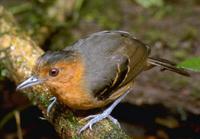 Black-headed antbird