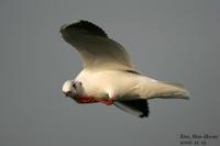 붉은부리갈매기-Black-headed Gull (Larus ridibundus)