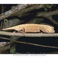 Pet or animal picture - Rhampholeon kerstenii