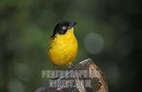 Baglafecht weaver , Ploceus baglafecht , Aberdare National Park , Kenya stock photo