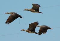 Plumed Whistling-Duck