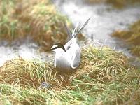 Aleutian               tern, Sterna kamtschatica