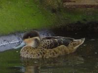HOTTENTOT TEAL