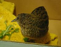 Swinhoe's Rail, Porzana exquisita